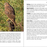 Birds of Prey of the West Field Guide