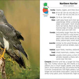 Birds of Prey of the West Field Guide