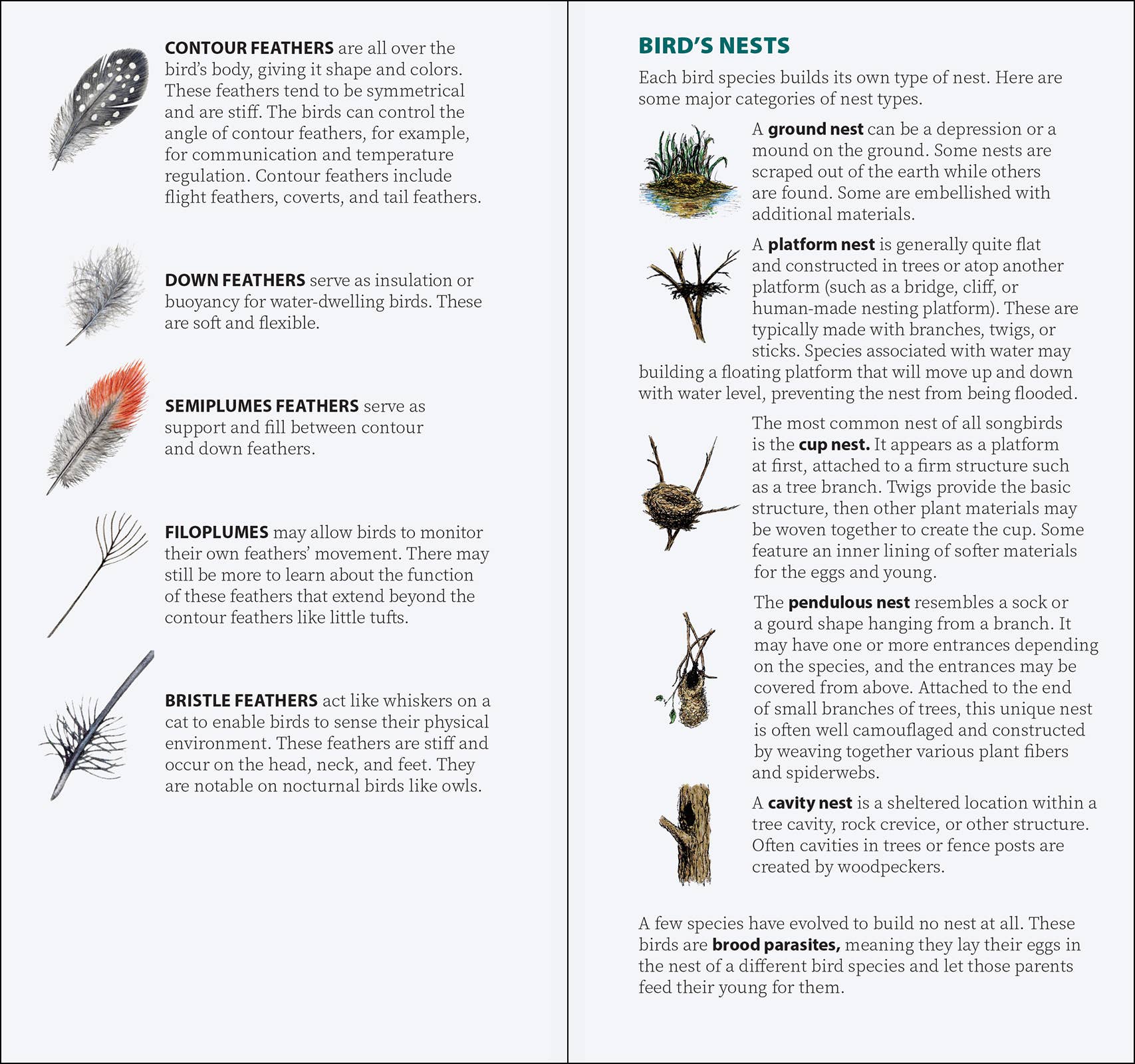Bird Feathers & Eggs of the Pacific Northwest Quick Guide