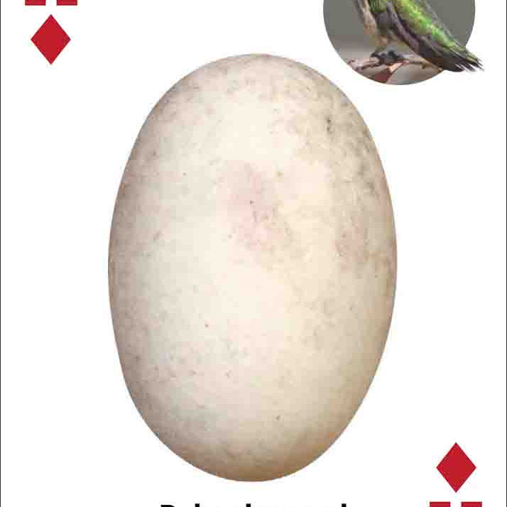 Bird Eggs Playing Cards