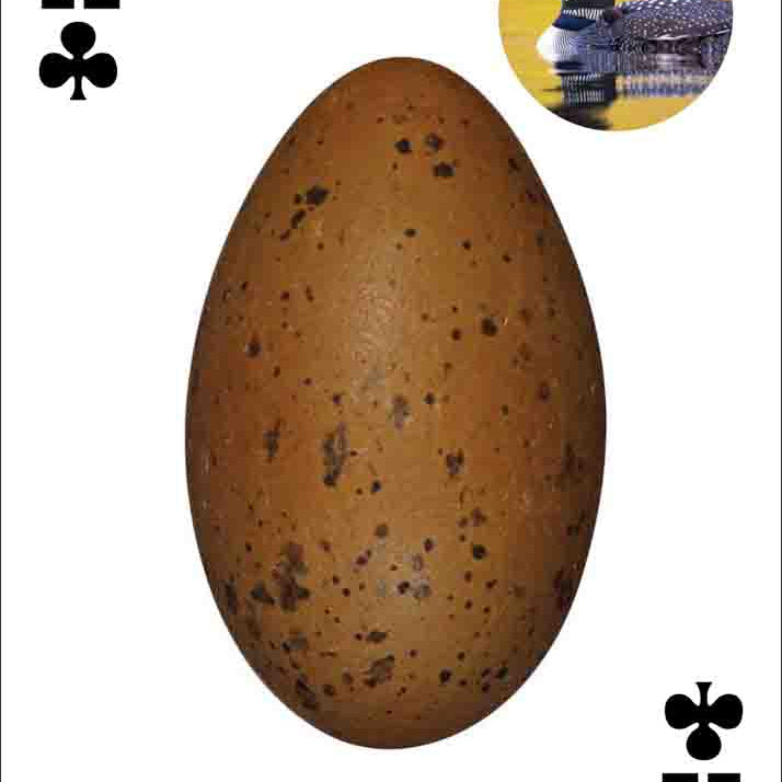 Bird Eggs Playing Cards