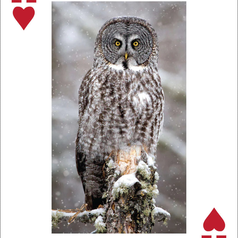 Owl Playing Cards