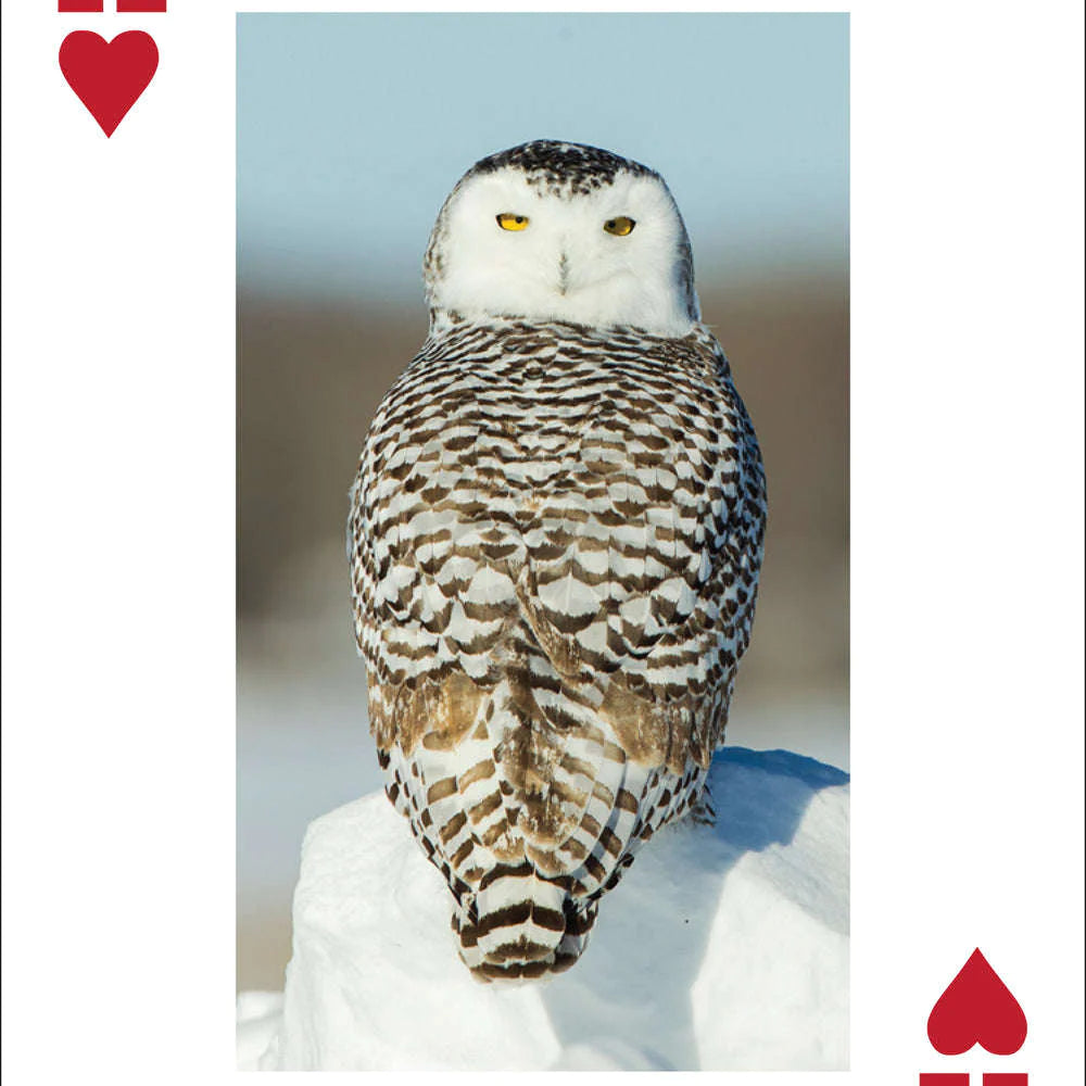 Owl Playing Cards