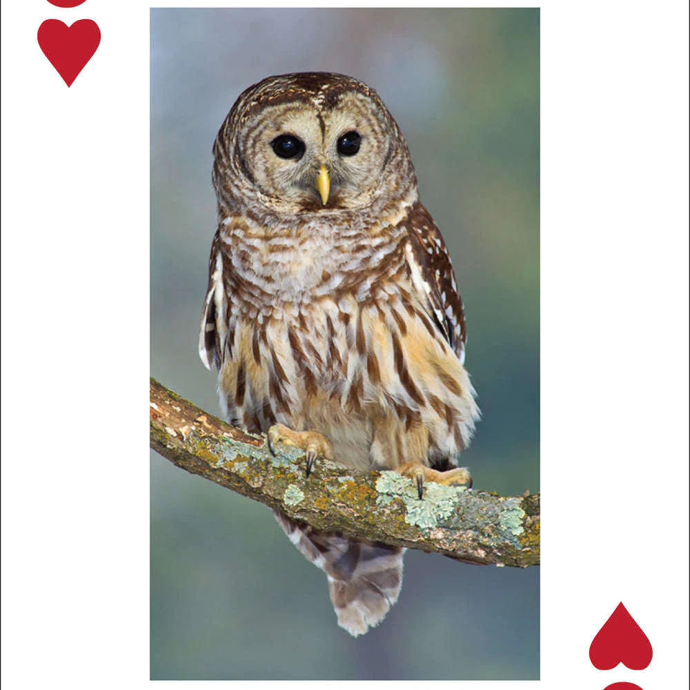 Owl Playing Cards
