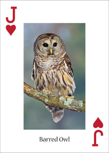 Owl Playing Cards