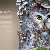 Owls: The Majestic Hunters