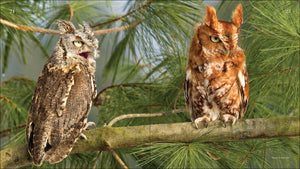 Owls: The Majestic Hunters