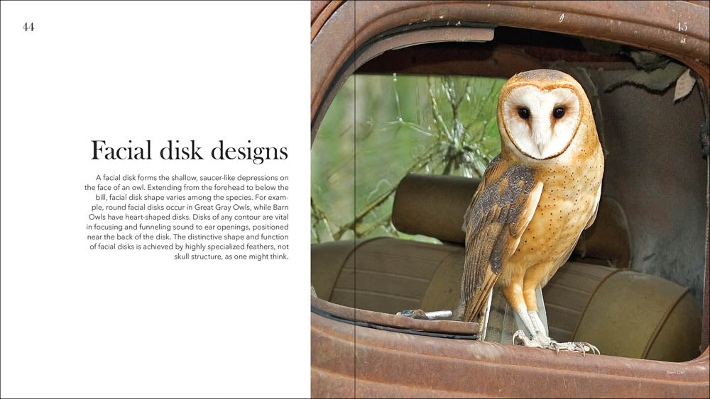 Owls: The Majestic Hunters