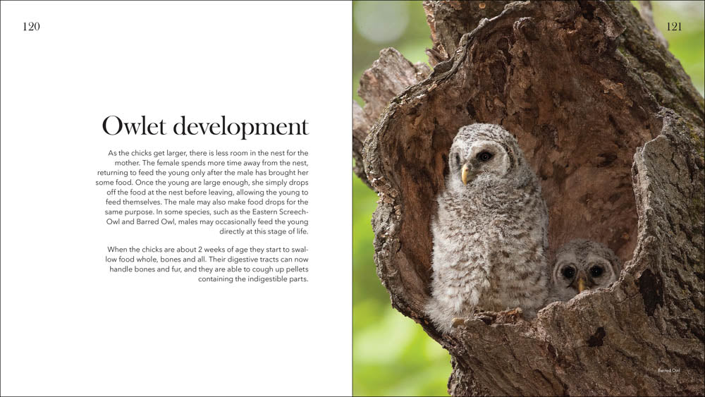 Owls: The Majestic Hunters