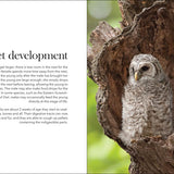 Owls: The Majestic Hunters