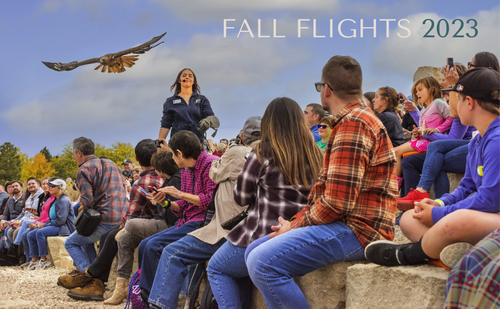 Fall Flights at the World Center for Birds of Prey!